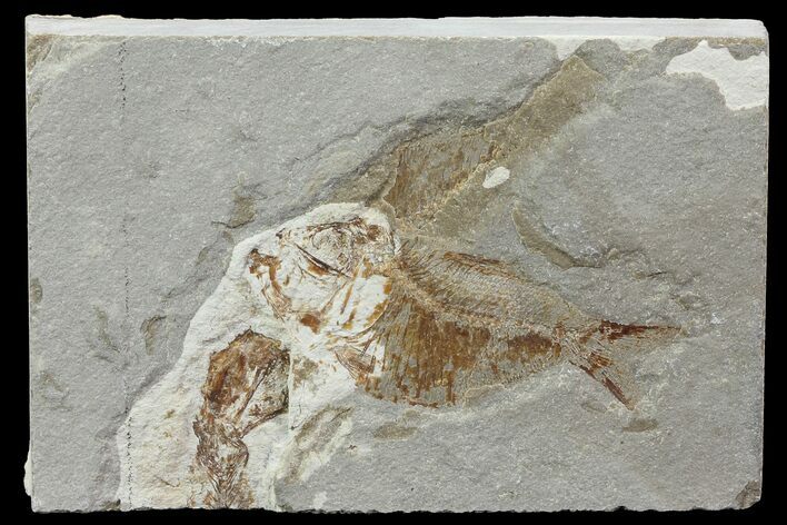 Cretaceous Fossil Fish (Armigatus) - Lebanon #77120